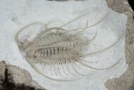 Boedaspis-trilobite1